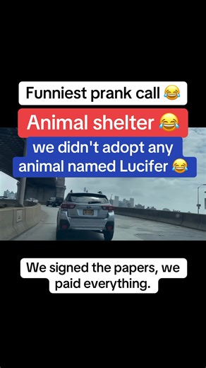 Animal shelter 😂 #prankcall #cat #lucifer #dorovict #possum #reelsfbシ Dorovict Prank Calls Hilarious Prank Call | Dorovict Prank Calls