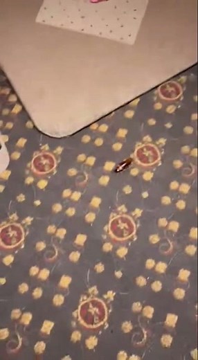 🚨 Panic in Restaurant — Girl Freaks Out Over ONE Cockroach! #viral #shorts #shocking #trending