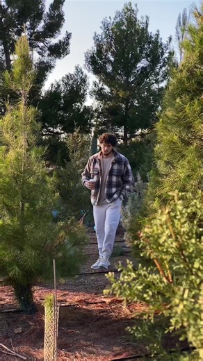 Choosing the Perfect Christmas Tree at Ranch Tree Farms