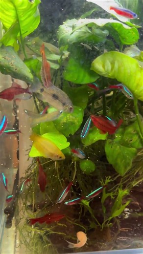 朝の餌やりタイム 今日もみんな元気カラフルな水槽に癒される #アクアリウム #混泳水槽 #熱帯魚#気まぐれアクアリウム