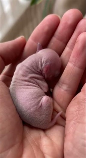 Super Cute Tiny Newborn Puppies 😍🐶 | Sweet First-Day Moments #puppy #pets #newbornpuppies #shorts