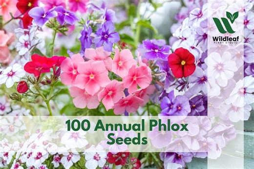 100 Annual Phlox Seeds Phlox Drummondii Mix Flower - Etsy