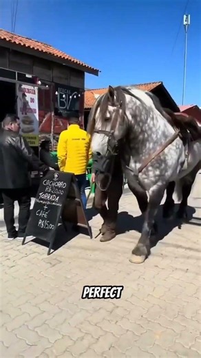 Shire Horse Facts You Need to Know! 🐴 #Shorts #Horse