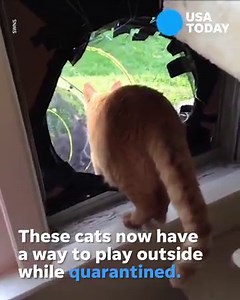 862K views | Have you heard of a "cat chute"? | USA TODAY Video | Facebook