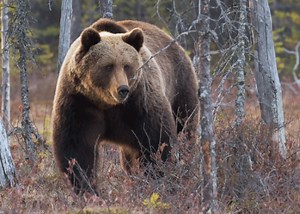 Bear aware: Inside Idaho's grizzly - BoiseDev