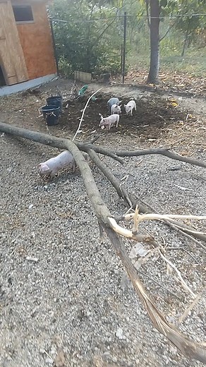 Pedepsiți❗ Două zile fără desert😂🐷 #autumn #wednesday #fallcolors #autumnvibes #fallharvest #fallfoliage #fall | Adrian Moisică