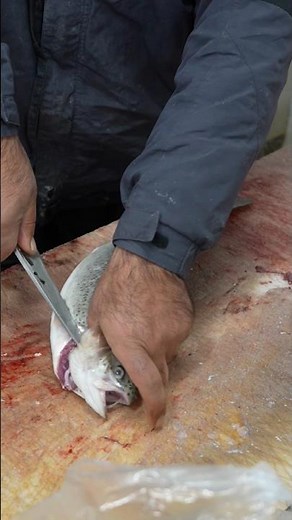 Filleting TROUT Fish: Step-by-Step Tutorial