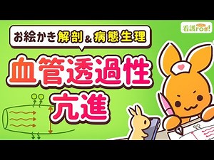 【循環器系】血管透過性亢進｜お絵かき解剖＆病態生理