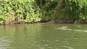 "Who goes there ?" A case of mistaken identity? Forest was hiding under the bushes when Scarface noticed her. She certainly had no intention of overstaying her welcome. Once he realised who it was he kept going. | Solar Whisper Daintree River Crocodile & Wildlife Cruises