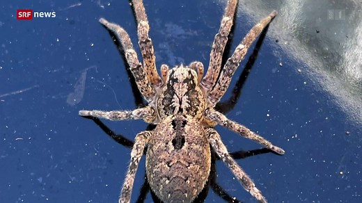 Nosferatu-Spinne breitet sich in der Schweiz aus