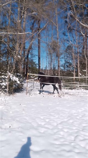 Powerful Arabian Stallion Prances in Winter Paradise #horse #animals