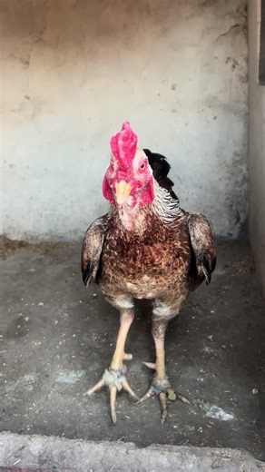 Bird Motivation: Discover Life at Purest Farm of Burma