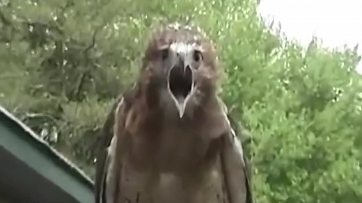 Chidori ⚡️ #foryou #foryoupage #fypシ #fyp #tiktok #trend #xyzbca #xuhuong #naruto #chidori #fypシ゚viral #fypage #fyppppppppppppppppppppppp