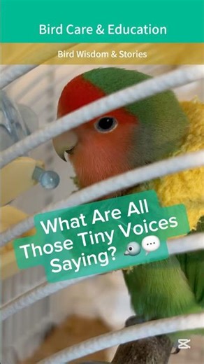 It’s important to allow birds their chatter time! 🦜💬 | Bird Enrichment & Care + Feathered Fun