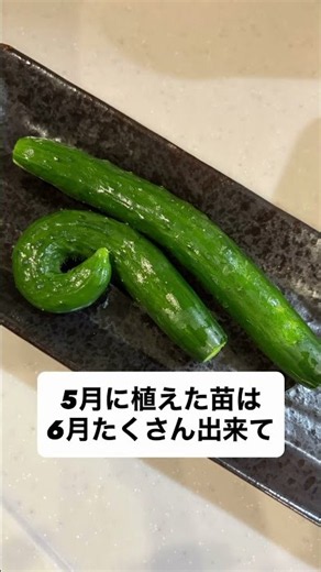 ネット不要！コンパクト支柱で1株から48個収穫できた「節なりプランターキュウリ」の育て方解説🥒