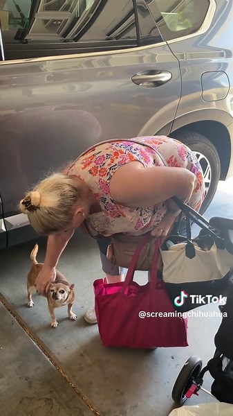 Chihuahua's Dramatic Crying When Mommy is Home