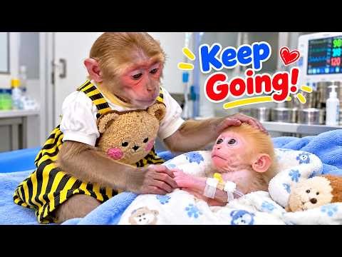 Poor Baby Monkey Receives Loving Care from Kyo After Being Adopted!