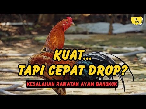 Bangkok Chicken Drops Quickly? Not Weak, But Mistreated From the Start