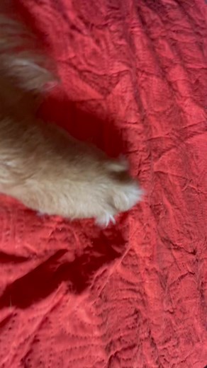 Video di Lyon.wgf (@lyon.wgf) con suono originale - Lyon.wgf