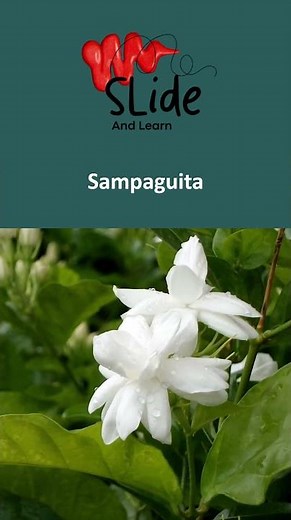 The National flower of Philippines | The fragrant Sampaguita 🌸