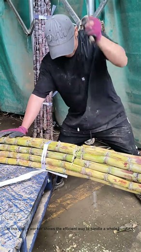 How to Cut a Bundle of Sugar Cane Fast!