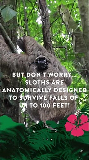 🦥Do Sloths Fall from Trees?