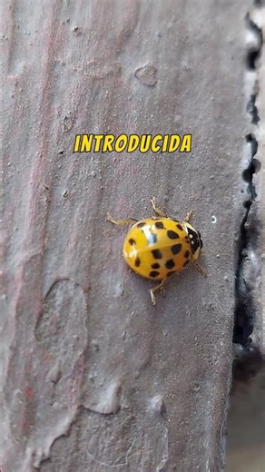 Harmonia axyridis: the invasive ladybug that conquered the world