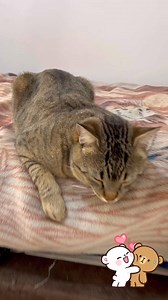 29K views · 1.3K reactions | Tom le gusta comer y se esta poniendo gordito﫢 #amorcat2024 #cat #catlover #gatos | Amorcat2024 | Facebook