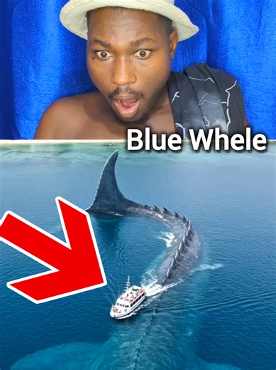 Average Size and Weight of Blue Whales