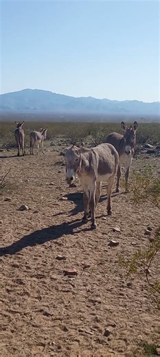 Meet Grandpa he's the oldest burro roaming the desert near here. He has seen a lot of hot summers. 🤍