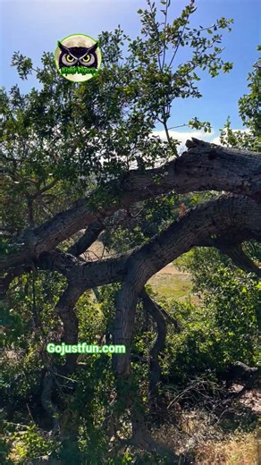 Wind Damage at COYOTE POINT DISC GOLF COURSE #nature #tree #discgolflife