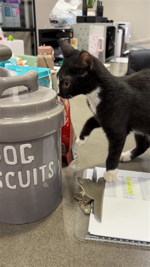 UPDATE: Hello humans. It's us, the kittens. We've tried to be reasonable, but our ransom STILL remains unpaid. You've given us no choice but to take things to the next level. We are recruiting the dogs. We've located the dog treats and are using them to win the dogs over. Soon, there will be no stopping us. Pay the ransom at https://ow.ly/Rwvu50XgVUS or via Venmo @ ARL-Iowa. | Animal Rescue League of Iowa