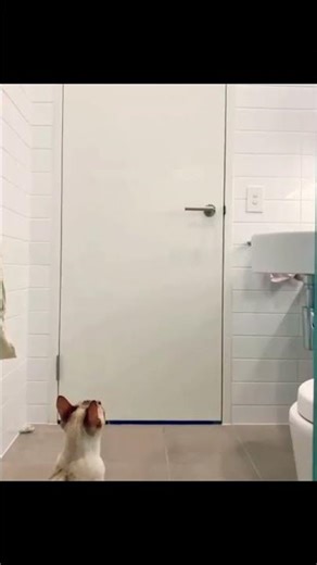 #cat #video #vairalshorts #trending #mahshallah #foryou #alhamdulillah #funnyanima #subscribe