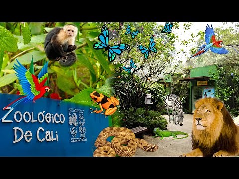 Conoce el Maravilloso Zoológico de Cali