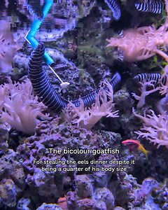 Chester Zoo on Reels