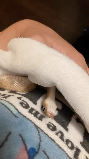 Linguini ⚫️👅⚫️ | Sneaky snake #linguini #googlyeyes #petsoftiktok #cutesnakes #blblbl #sneakysnake @bubbasgeckos made the blblb | Instagram