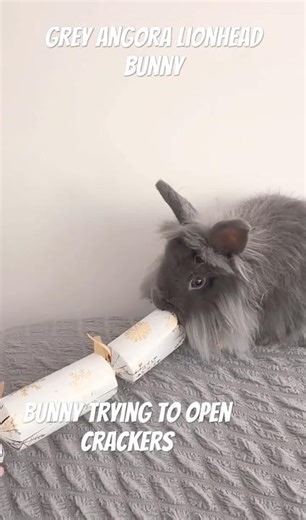 Grey Angora Lionhead Bunny (Bunny trying to open crackers) funny #rabbit #christmas #youtubeshorts