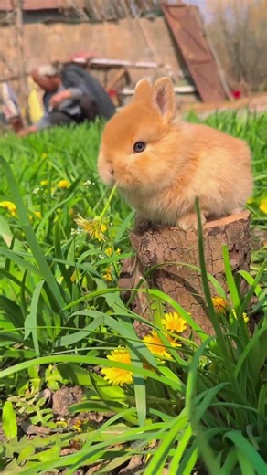 Cute Bunny Is Ready To Steal Your Heart 💕🐇🐰