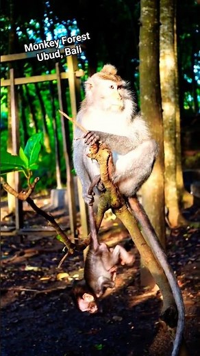The Sacred Monkey Forest Sanctuary in Ubud, Bali, Indonesia!