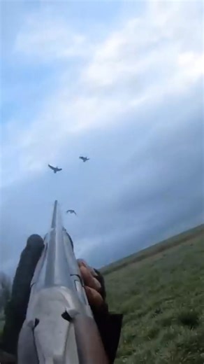 Snow geese hunting in USA #usa #shorts #today#youtubeshorts#season#snow#geese#hunting#birds#uk#duck