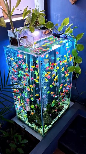 GloFish Care Guide: Aquarium Setup & Tips