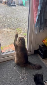 REHOMED ❤️ 💟REHOMING APPEAL-TABBY💟 Beautiful girl tabby is 14 years young. Sadly her owner passed away and Tabby’s world has been turned upside down. There are no family members in this country to help. She is long haired and super friendly. Tabby has a cloudy eye but is a very healthy girl. A quiet home with safe outdoor access is required. We will keep her at Harry’s Haven if a suitable home isn’t found. It’s not something we want to think about, but, have you put plans in place should somet