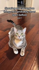 41K views · 369 reactions | What random object next? 藍 #cats #funnycatvideos | kuzcopluscleo | Facebook