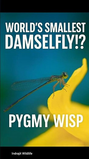World’s Smallest Damselfly! 🪰 Micro Wildlife