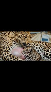 11K views · 255 reactions | She Lay Helpless for 10 Hours… What Rescuers Did Next Shocked Everyone  #AnimalRescue #WildlifeRescue #FaithInHumanity #RescueMission | Improve Your Knoledge | Facebook