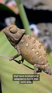 2.1K views · 24 reactions | The people of Namaqualand are on the...