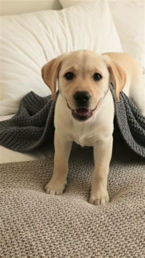 This Labrador Puppy Smiles Brighter Than the Sun 🌸🐶💖