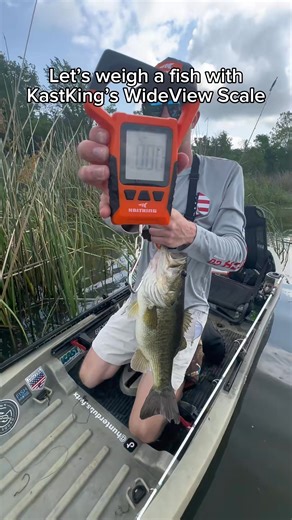 Weighing a fish with our WideView scale! What’s the largest one you’ve caught this year? Check out WideView here: https://kast.vip/kkesM 📹@Hunterdubs.fwtx #KastKing #fishing #fishinggear #fishingvideos #bassfishing #largemouthbass #fish #fishingscale | KastKing