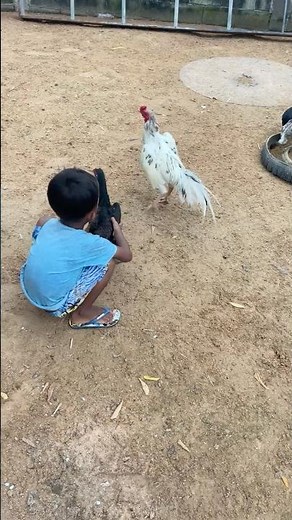 Training chicken smart #rooster #breeding #short