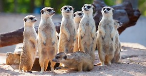 10 Essential Facts About Meerkats